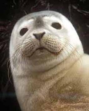 Harbor seal pup. Photo courtesy of NOAA.