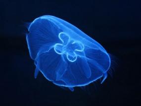 Moon jellyfish (Aurelia aurita). Photo by Hans Hillewaert, courtesy of USGS.