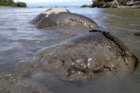 Photograph of sediment-covered rocks in the lower Elwha River just upstream of the river mouth at the Strait of Juan de Fuca (June 20, 2012, Chris Magirl).