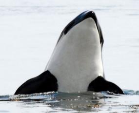 A "spy hopping" Southern Resident killer whale in the San Juan Islands. Image courtesy of NOAA.