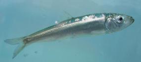 Pacific herring. Photo courtesy of NOAA.