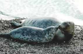 Harbor seal (Phoca vitulina). Photo courtesy of WDFW. 