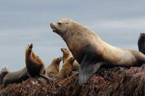 Male and female Steller sea lions. Photo by Andrew Trites. 