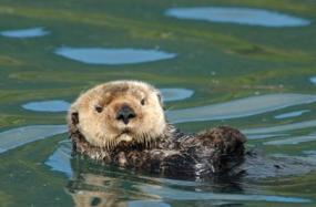 Northern Sea Otter. Photo: Alaska Department of Fish and Game