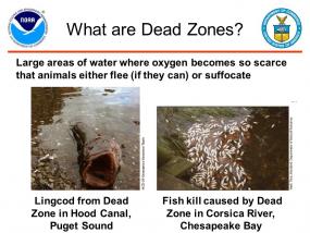 Image describing low oxygen "dead zones"; image courtesy of NOAA