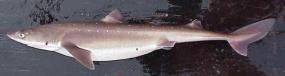 Spiny Dogfish (Squalus acanthias), a species typically found in Puget Sound marine waters. Image courtesy of NOAA.