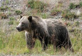 Grizzly bear. Photo courtesy of Washington Department of Fish and Wildlife.