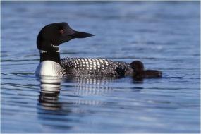 Adult male common loon and chick on North Twin Lake, Ferry County, Washington. Photo by Dan Poleschook.
