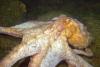 Giant Pacific Octopus; Photo by Kip F. Evans
