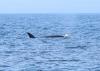 DFO photo of orca J35 known as Tahlequah pushing her calf on Aug. 8, 2018, off Cape Flattery, Wash. Photo by Sara Tavares, Fisheries and Oceans Canada. Attribution-NonCommercial-NoDerivs 2.0 Generic (CC BY-NC-ND 2.0)