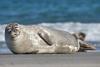 Harbor seal photographed by Andreas Trepte. Available through a Creative Commons Attribution Share Alike 2.5 license. 