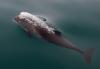 Harbor porpoise. Photo courtesy of the National Park Service.