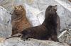 Image of two California sea lions sitting on rocks.