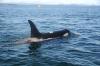 A killer whale with a digital acoustic recording tag swimming in Puget Sound . Photo: NOAA/NWFSC (taken under NOAA research permit No.781-1824 and 16163).