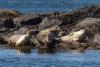 Harbor seals, San Juan Islands. Photo: Mick Thompson (CC BY-NC 2.0) https://flic.kr/p/JVtiJy 
