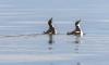 Two seabirds with black and white plumage floating on water.