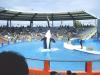 An orca show at Miami Seaquarium featuring southern-resident orca Lolita. Photo by Marc Averette. Avaiable through a Creative Commons Attribution 3.0 Ported license. https://commons.wikimedia.org/wiki/File:Miamiseaquariumlolita.jpg 