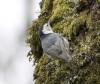 . Slender-billed white-breasted nuthatch (photo by Rod Gilbert).