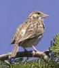 Oregon Vesper Sparrow (photo by Rod Gilbert).