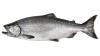 Chinook salmon (Oncorhynchus tshawytscha). Photo: WDFW