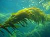 Giant Kelp (Macrocystis pyrifera). Photo by Claire Fackler. Courtesy of NOAA.