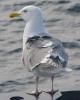 Glaucous-winged Gull (Larus glaucescens). Photo courtesy of USGS.