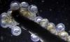 Herring embryos. Photo courtesy of NOAA