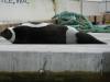 Ribbon seal sighted on January 11th, 2012 a dock on the Duwamish River, Seattle, Washington (credit Matt Cleland)
