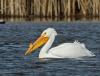 American White Pelican, Grant County. Photo by Joe Higbee.