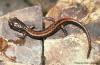 Larch mountain salamander. Photo courtesy of Washington Department of Fish and Wildlife.