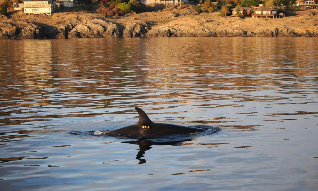 A killer whale swimming in nearshore water with yellow digital acoustic recording tag visible near its dorsal fin and rocky coastline with homes behind.