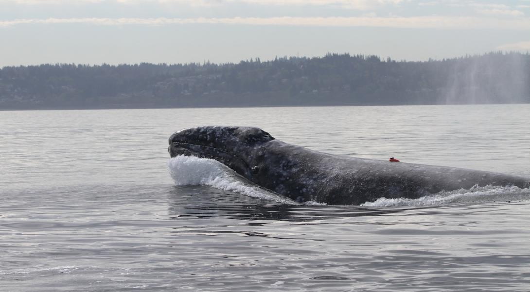 A surfacing gray whale in the Salish Sea. 