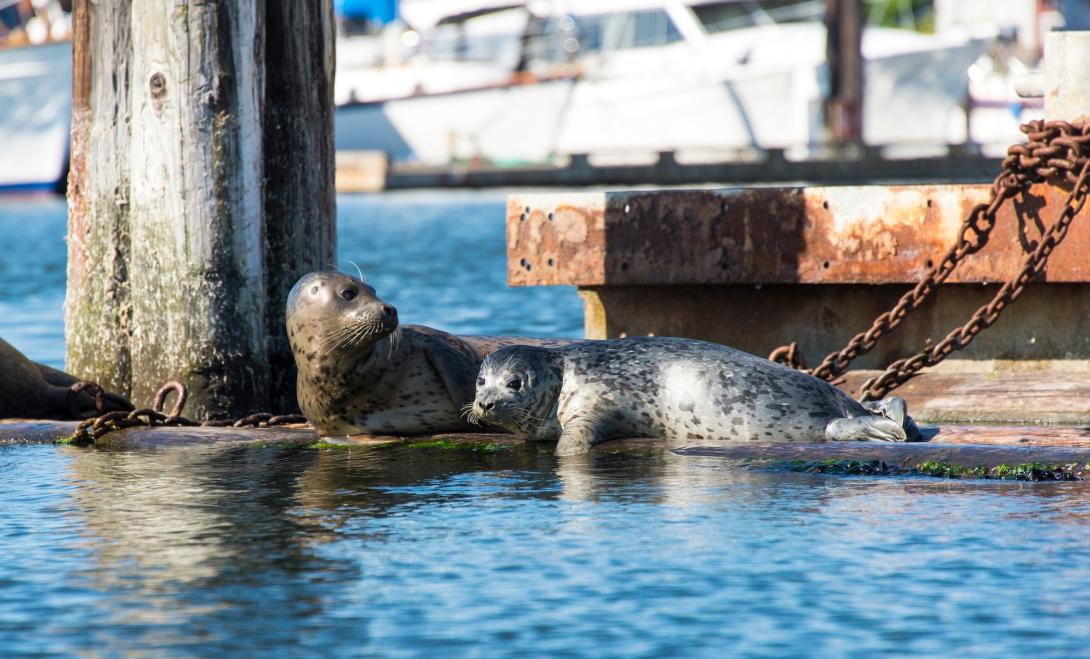 An adult and juvenile harbor seal hauled out on a dock on a sunny day.