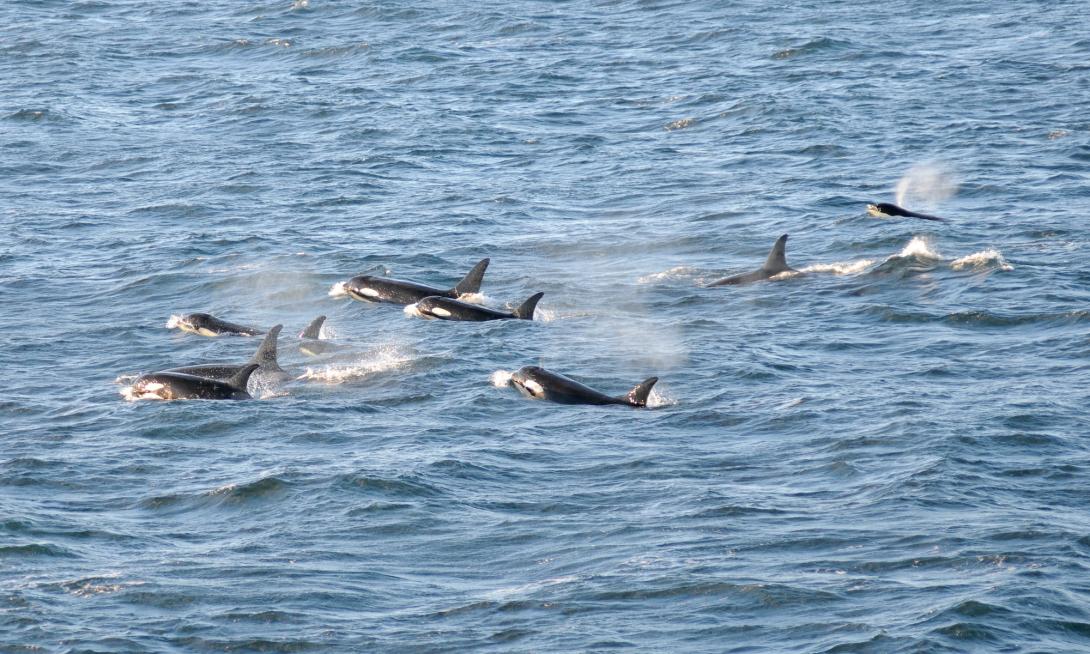 SRKW orca pod at surface of the water. 