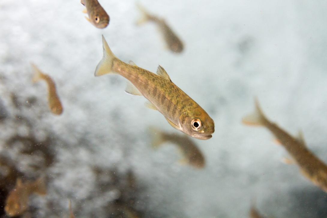 Juvenile coho salmon swimming with distinctive brown-gold coloring and large eye visible