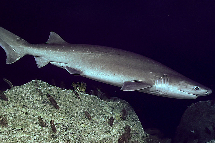 Sixgill Shark Puget Sound Sixgill Shark Puget Sound