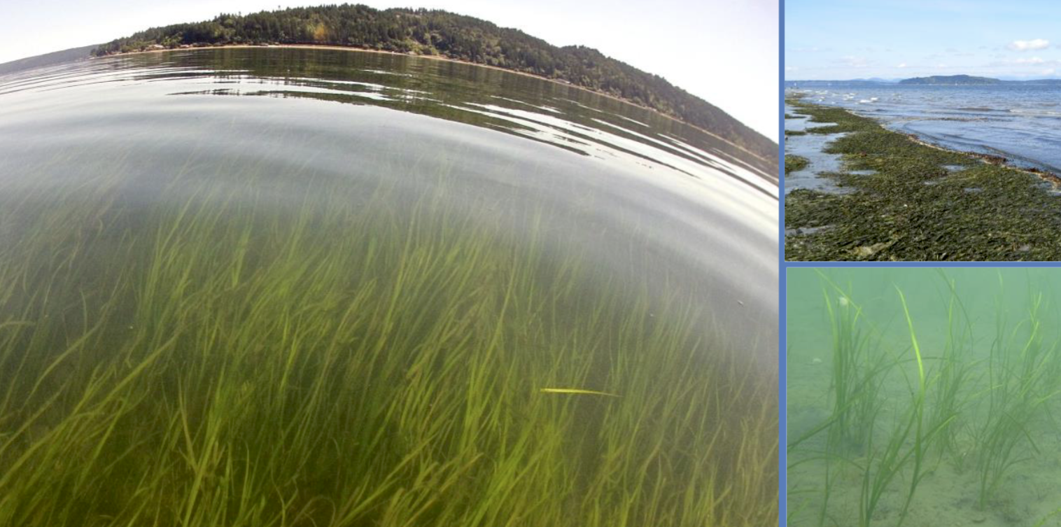 Report cover images of eelgrass