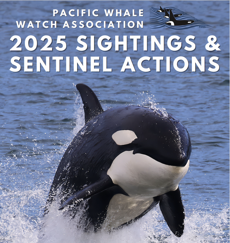Cover of the Pacific Whale Watch Association 2025 Sightings and Sentinel Actions report, featuring a photograph of a breaching killer whale.