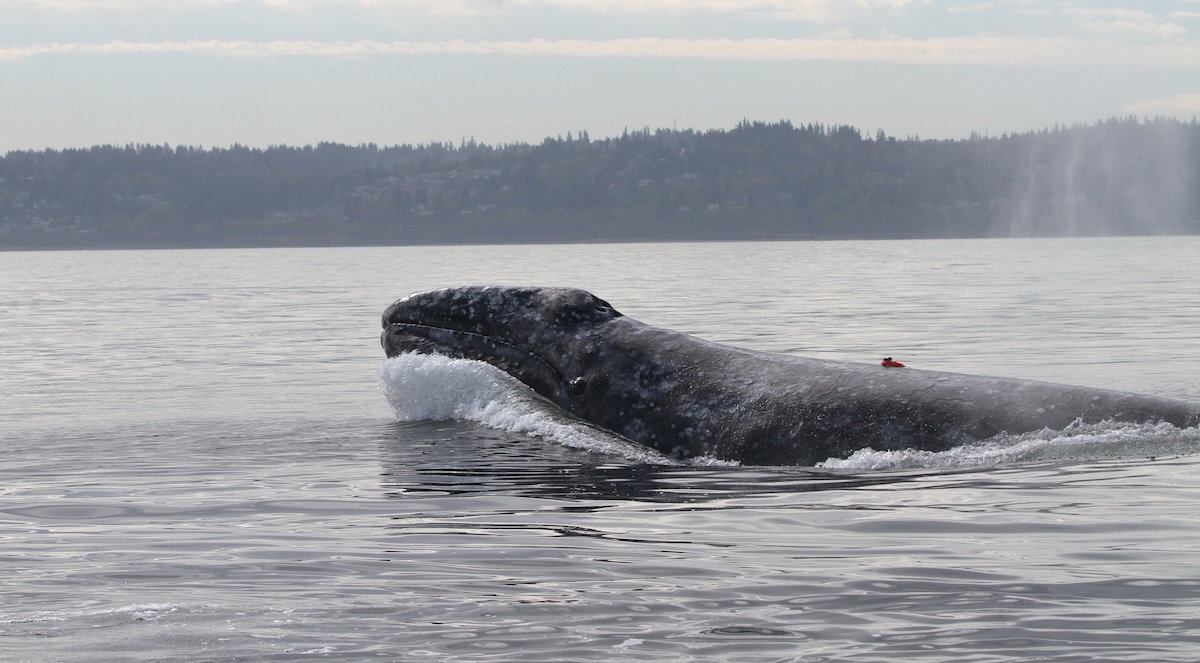 Gray whale surfacing with land in the distance.