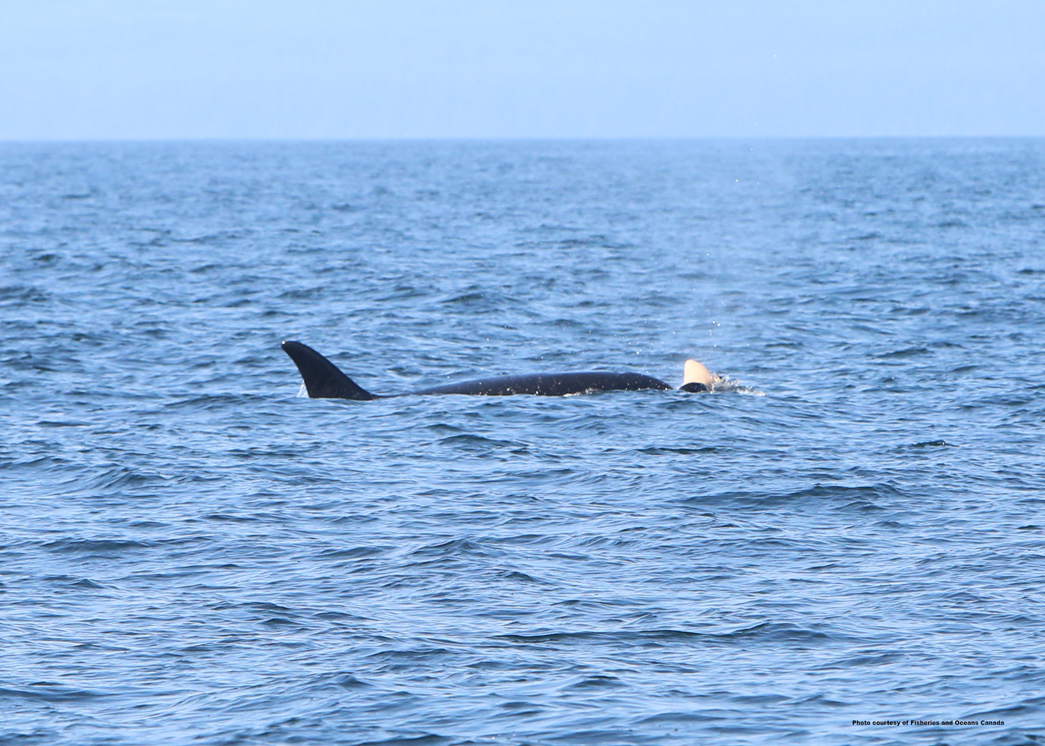 DFO photo of orca J35 known as Tahlequah pushing her calf on Aug. 8, 2018, off Cape Flattery, Wash. Photo by Sara Tavares, Fisheries and Oceans Canada. Attribution-NonCommercial-NoDerivs 2.0 Generic (CC BY-NC-ND 2.0)