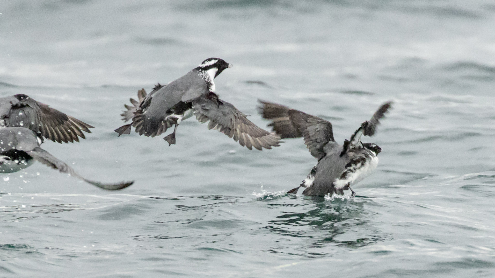 Seabirds with black and white plumage taking flight from choppy ocean water, wings spread mid-flight with water droplets spraying.
