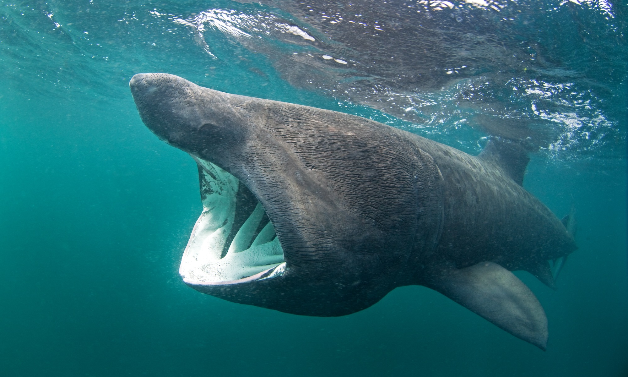Underwater view of large shark with its mouth opened wide to filter feed.