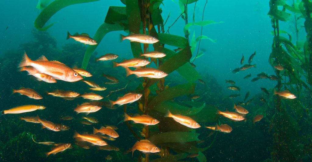 A school of brightly colored orange fish shown swimming near kelp.