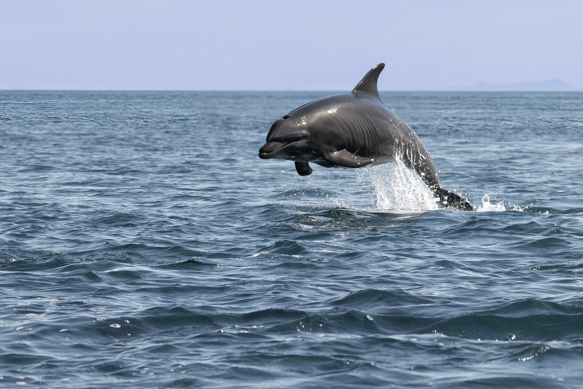 Dolphin leaping out of the water.