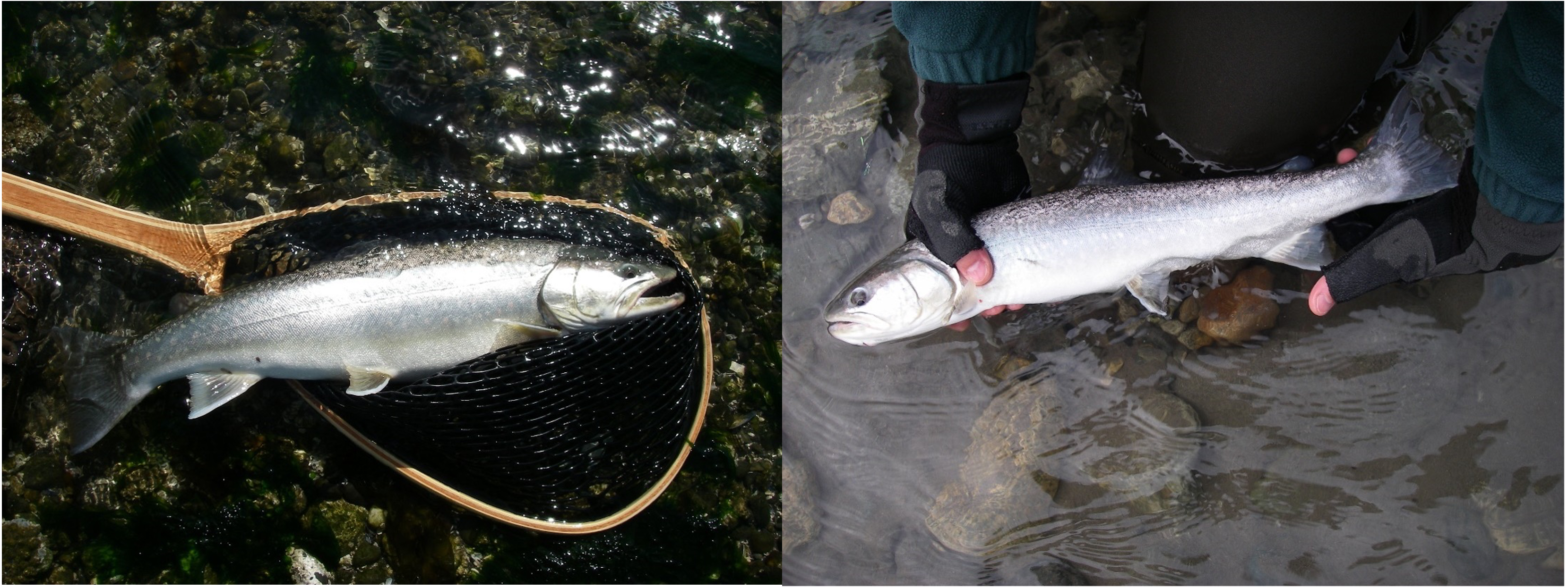 Two side by side photos. Left: a silvery fish in a wooden handled net at above the surface of clear water and stones. Right: Two hands with fingerless gloves holding a fish just above the water surface.