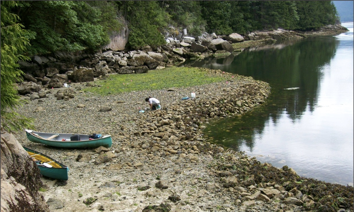 Human-built clam gardens are found in the lower intertidal zone and characterized by a level terrace behind a rock wall. Photo: Amy S. Groesbeck
