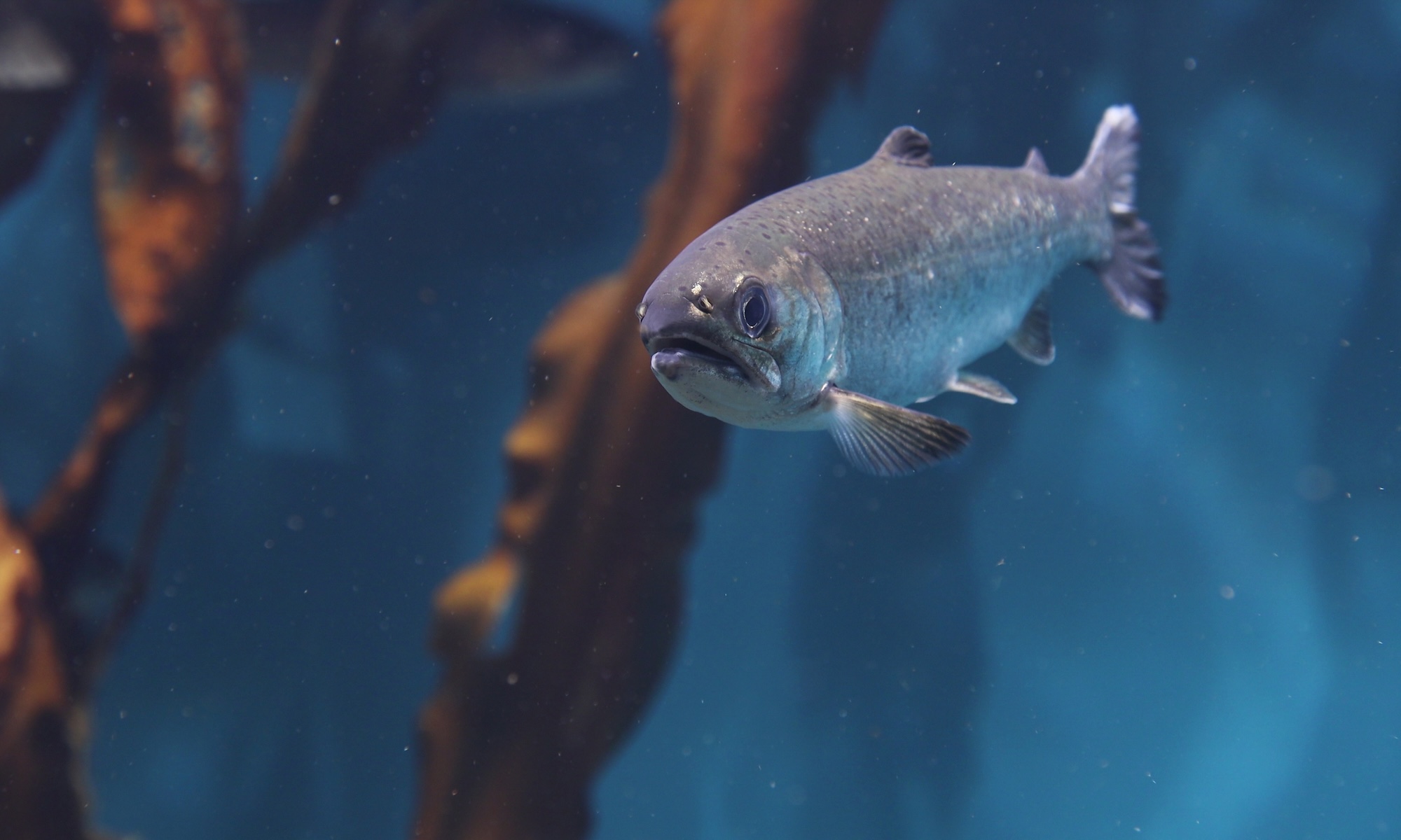 A single salmon swimming underwater with brown kelp against a blue background.