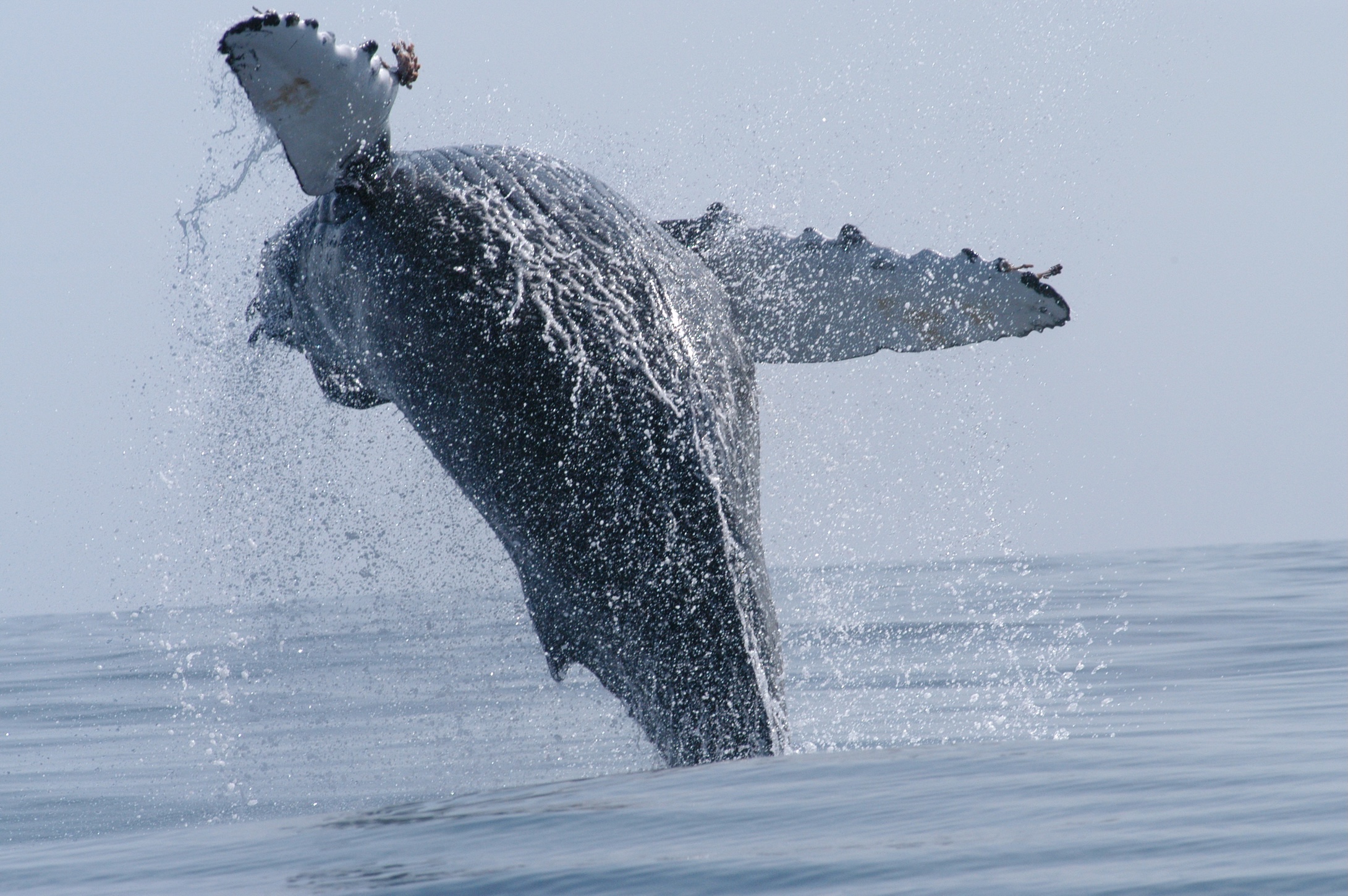A humpback whale breaching