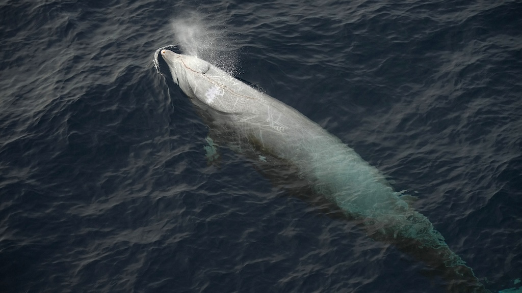 Cuvier's beaked whale surfacing and exhaling a visible blow of mist from its blowhole, with its pale body partially visible beneath the dark ocean water.
