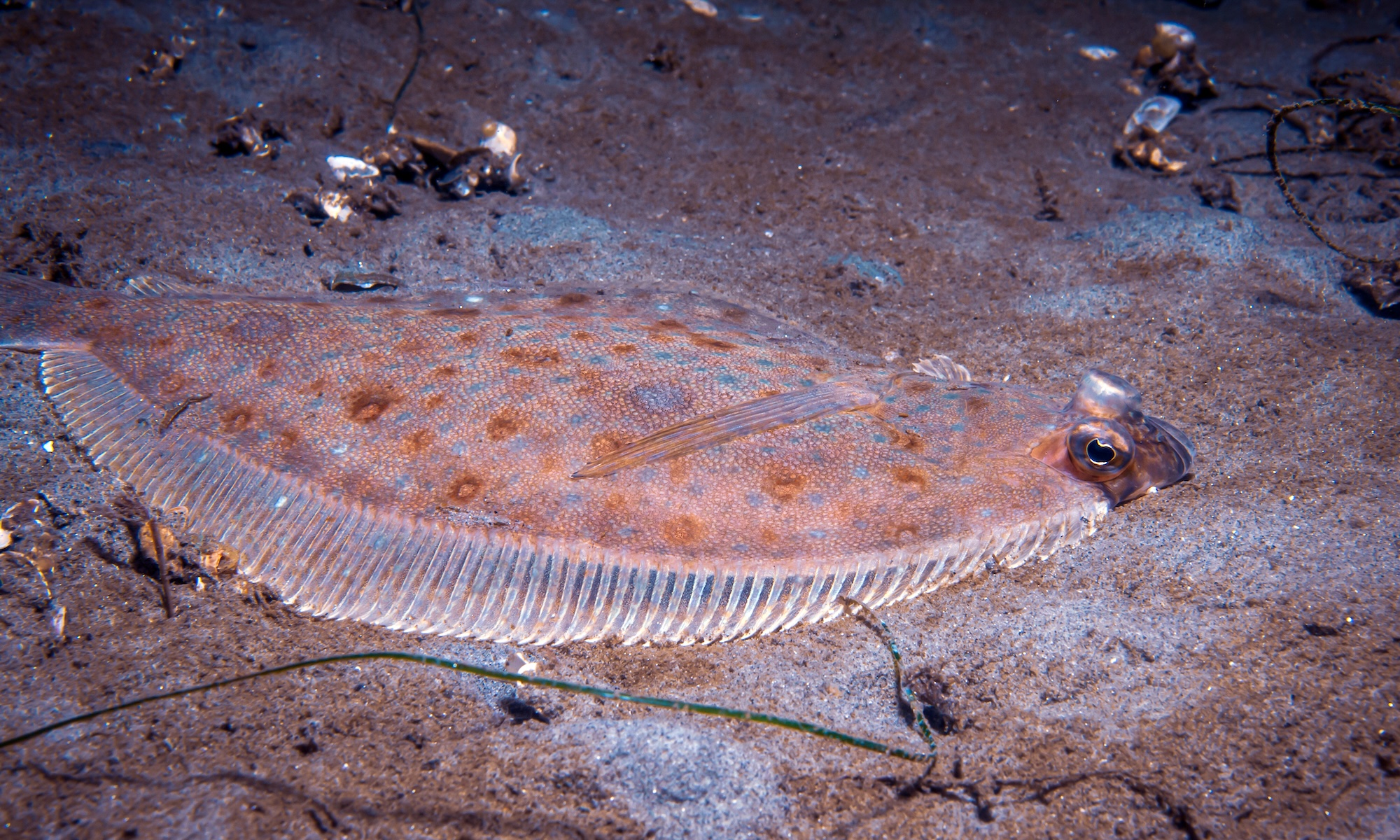 English sole camouflaged against sandy seafloor, both eyes visible on its upward-facing side